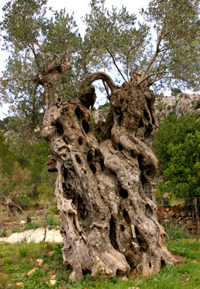 NA FLAMARADES - Olive trees and groves - Olive oil tourism - Balearic Islands - Agrifoodstuffs, designations of origin and Balearic gastronomy